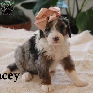 Macey, Mini Bernedoodle Puppy