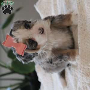 Cheyanne, Mini Bernedoodle Puppy