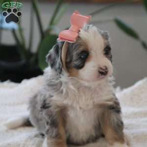 Cheyanne, Mini Bernedoodle Puppy