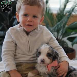 Cheyanne, Mini Bernedoodle Puppy