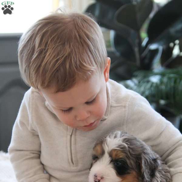 Briggs, Mini Bernedoodle Puppy