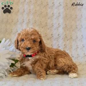 Robbie, Toy Poodle Puppy