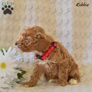 Robbie, Toy Poodle Puppy