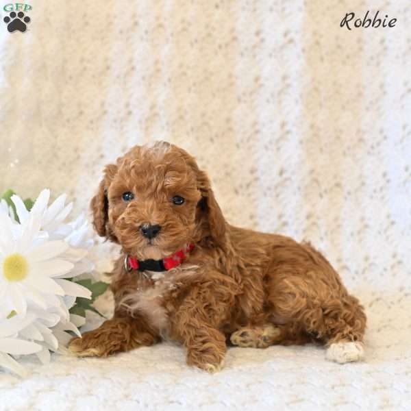 Robbie, Toy Poodle Puppy