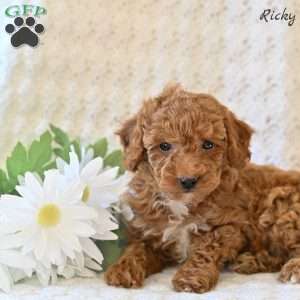 Ricky, Toy Poodle Puppy