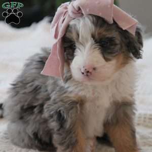 Elise, Mini Bernedoodle Puppy