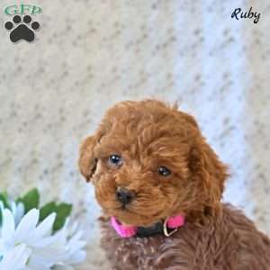 Ruby, Toy Poodle Puppy