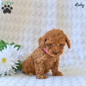 Ruby, Toy Poodle Puppy