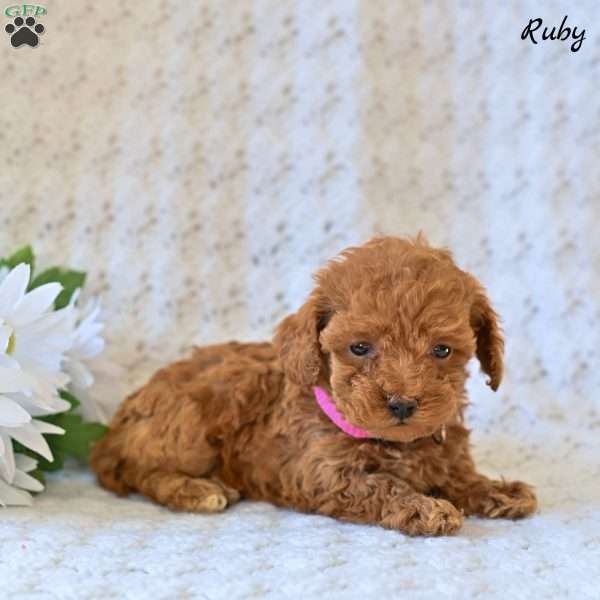 Ruby, Toy Poodle Puppy