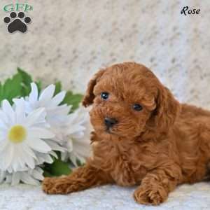 Rose, Toy Poodle Puppy