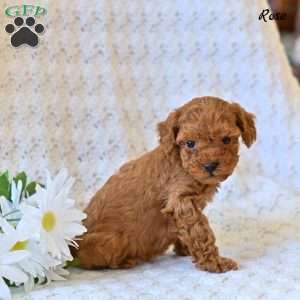 Rose, Toy Poodle Puppy