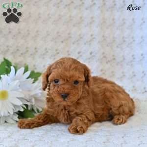 Rose, Toy Poodle Puppy