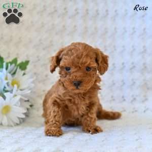 Rose, Toy Poodle Puppy