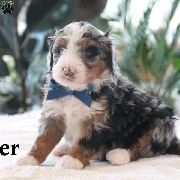 Satler, Mini Bernedoodle Puppy