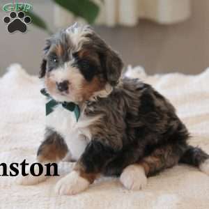 Wynston, Mini Bernedoodle Puppy