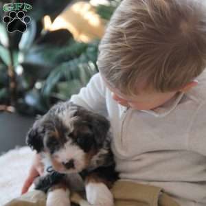 Wynston, Mini Bernedoodle Puppy