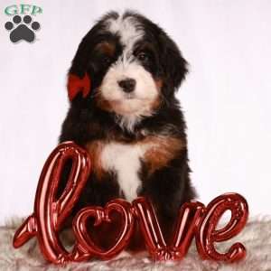 Myla, Mini Bernedoodle Puppy