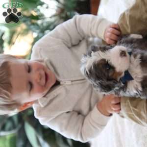 Ren, Mini Bernedoodle Puppy