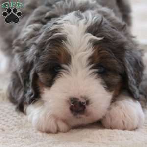 Ren, Mini Bernedoodle Puppy