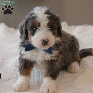 Ren, Mini Bernedoodle Puppy