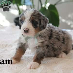 Liam, Mini Bernedoodle Puppy
