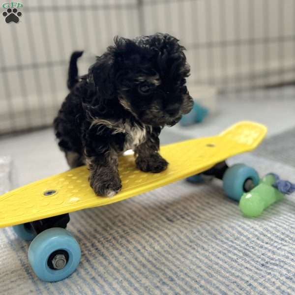 Marcie, Yorkie Puppy