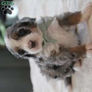 Liam, Mini Bernedoodle Puppy