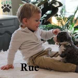 Rue, Mini Bernedoodle Puppy