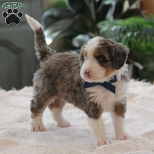 Rue, Mini Bernedoodle Puppy