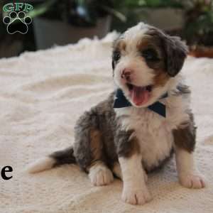 Rue, Mini Bernedoodle Puppy