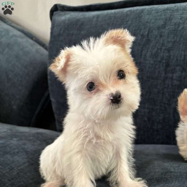 Celine, Yorkie Puppy