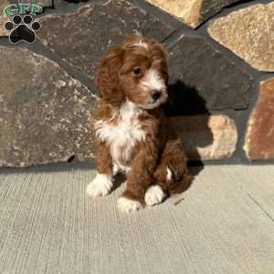 Rosie, Mini Goldendoodle Puppy