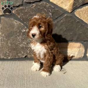 Rosie, Mini Goldendoodle Puppy