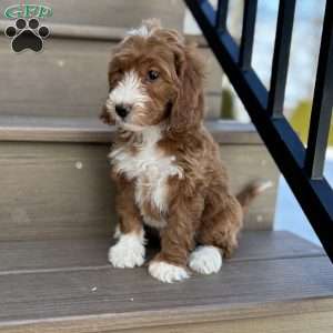 Rosie, Mini Goldendoodle Puppy