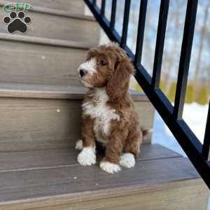 Rosie, Mini Goldendoodle Puppy