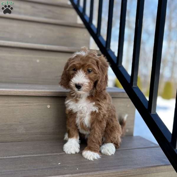 Rosie, Mini Goldendoodle Puppy