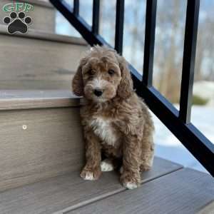 Snuggles, Mini Goldendoodle Puppy