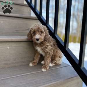 Snuggles, Mini Goldendoodle Puppy