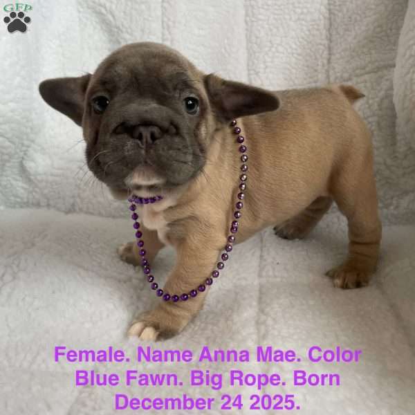 Anna Mae, French Bulldog Puppy