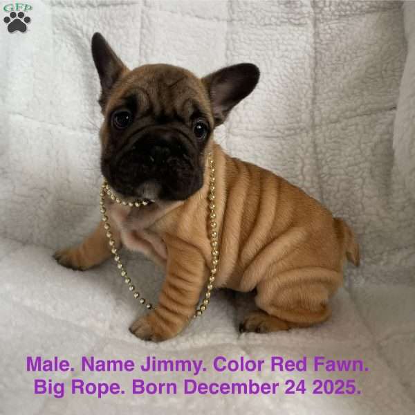 Jimmy, French Bulldog Puppy