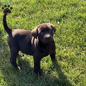 Ranger, Chocolate Labrador Retriever Puppy