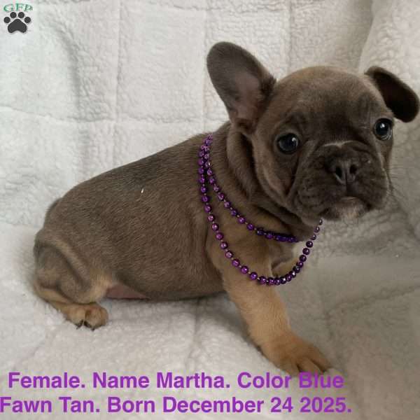 Martha, French Bulldog Puppy