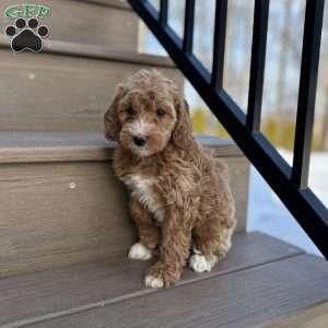 Snuggles, Mini Goldendoodle Puppy