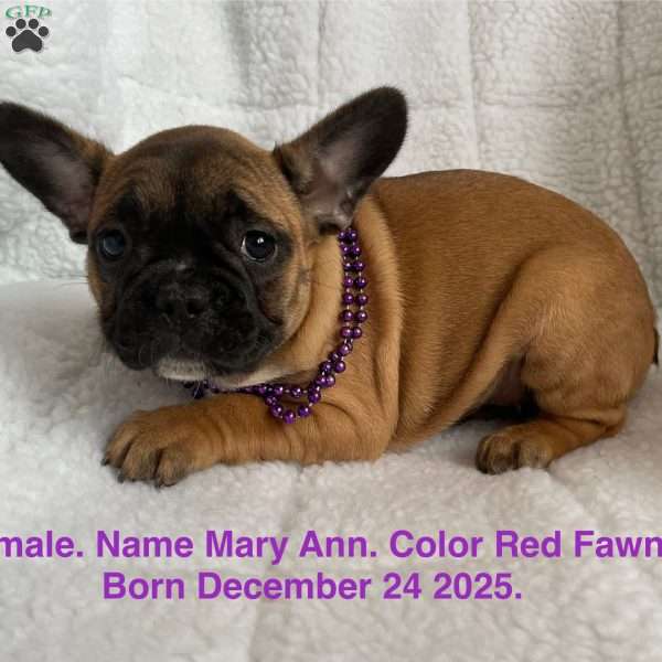 Mary Ann, French Bulldog Puppy