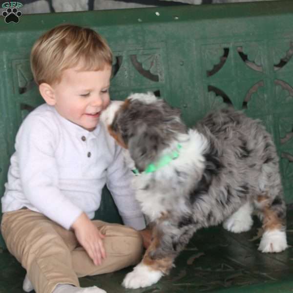 Liam, Mini Bernedoodle Puppy
