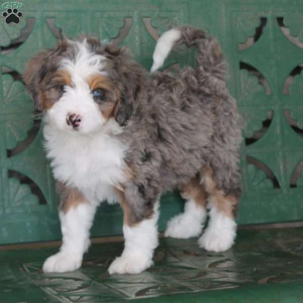 Rue, Mini Bernedoodle Puppy