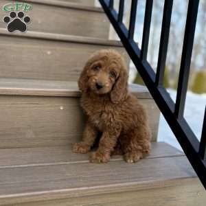 Cupid, Mini Goldendoodle Puppy