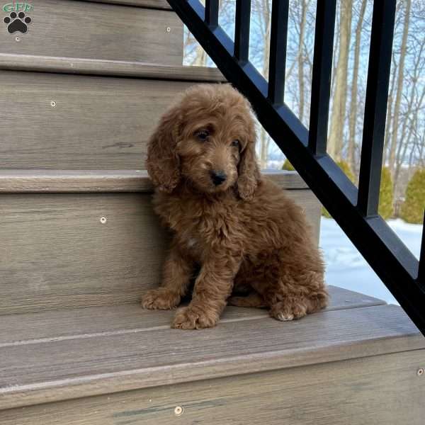 Cupid, Mini Goldendoodle Puppy