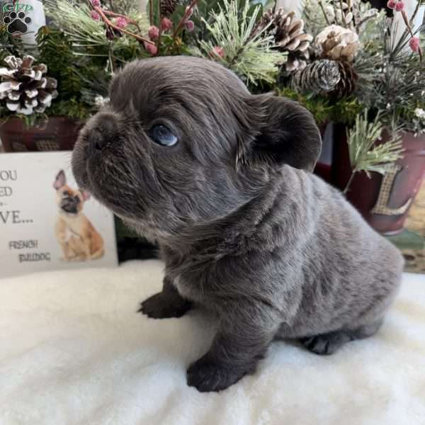 Banshee, French Bulldog Puppy