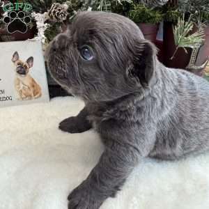 Banshee, French Bulldog Puppy